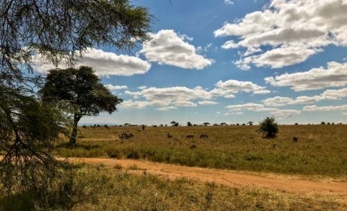 The Serengeti, Tarangire, and Ngorogoro Crater