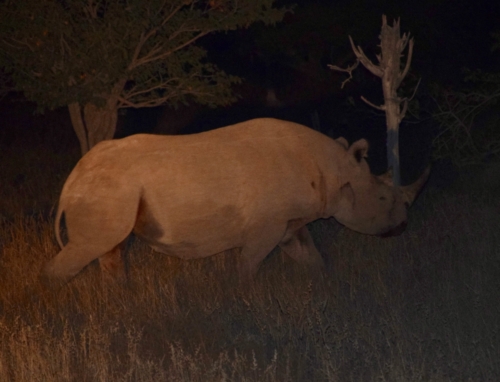 A Rhino Crossing